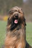 BRIARD 242